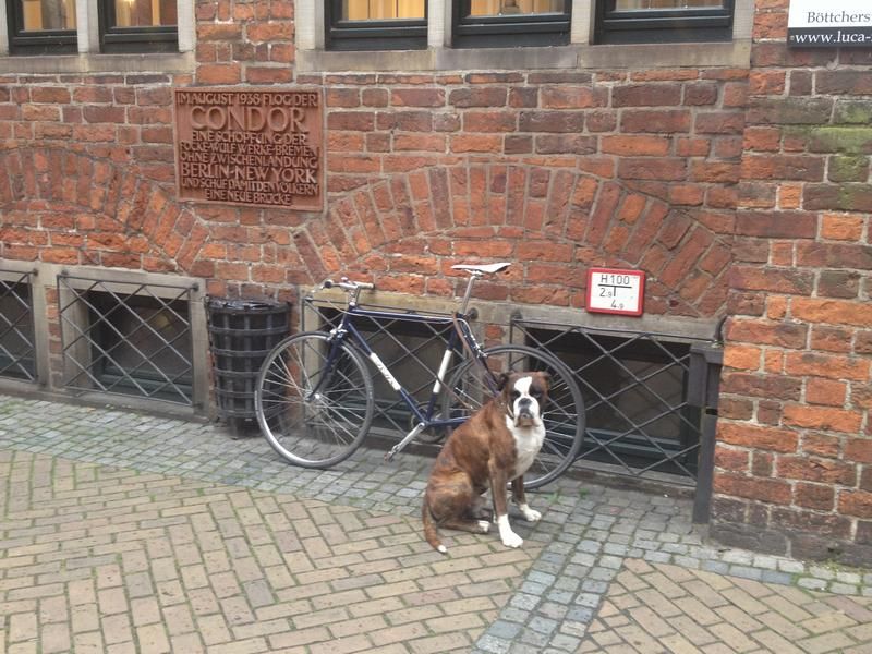 Fahrrad mit Boxer - Bremen in Szene